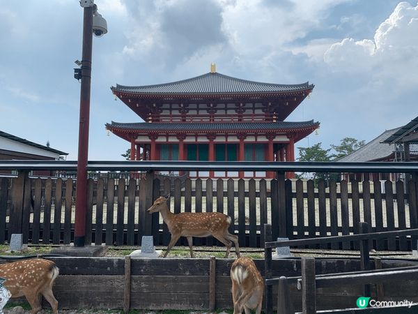 這是日本奈良的景色，可以買鹿餅餵飼小鹿。還去了海遊館看不同的...
