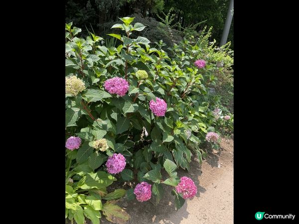 韓國既首爾林係一個值得散散步既地方，夏天的期間雖然熱但綠悠悠...