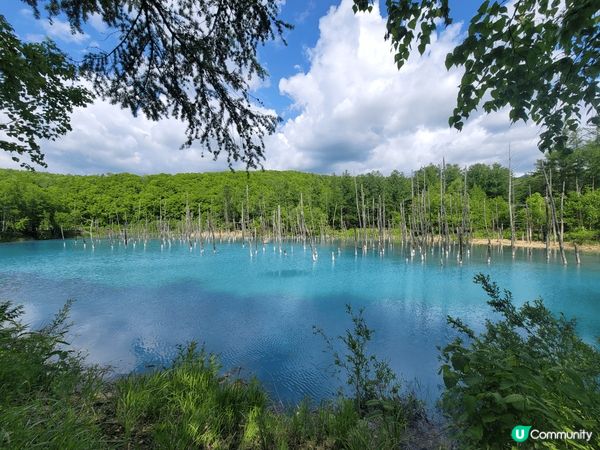 @北海道美瑛［白金青池］，樹蔭底下，藍天白雲，食住一樣藍白嘅...