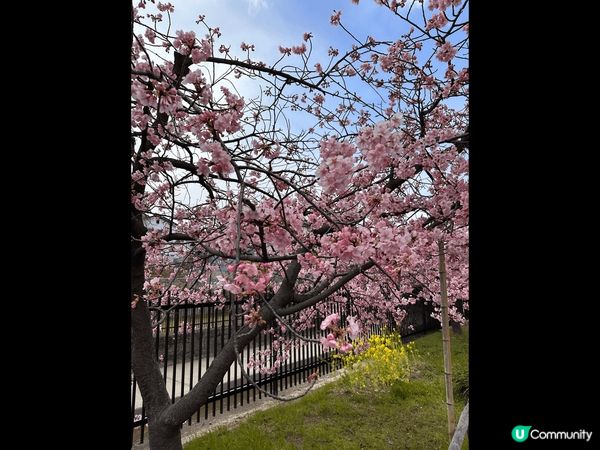 搶先觀賞日本櫻花，三月在京都淀水路可觀賞滿滿的河津櫻
