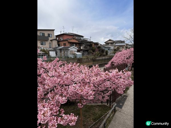 搶先觀賞日本櫻花，三月在京都淀水路可觀賞滿滿的河津櫻
