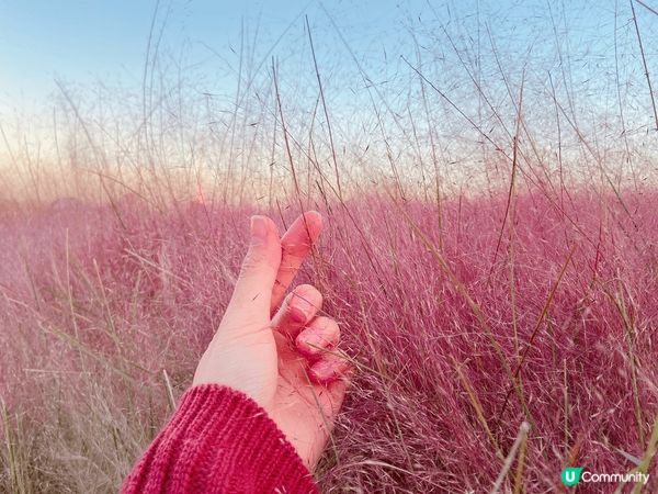 楓了！真的美瘋了！看見這麼美的楓葉映入眼簾，真的不往此行！去...