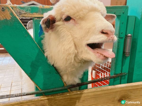 楓了！真的美瘋了！看見這麼美的楓葉映入眼簾，真的不往此行！去...