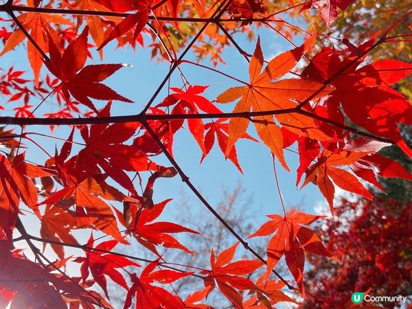 楓了！真的美瘋了！看見這麼美的楓葉映入眼簾，真的不往此行！去...