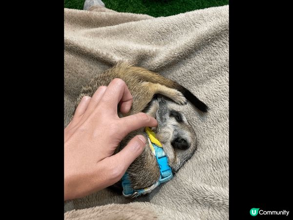 台北松山孤矇Cafe - Meerkat 75度矇