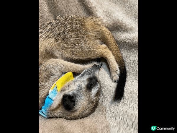 台北松山孤矇Cafe - Meerkat 75度矇