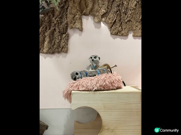 台北松山孤矇Cafe - Meerkat 75度矇