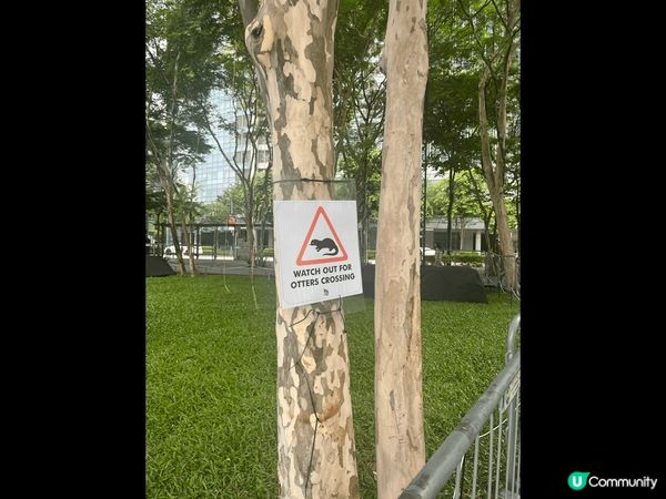 ## 新加坡野生水獺？！😱