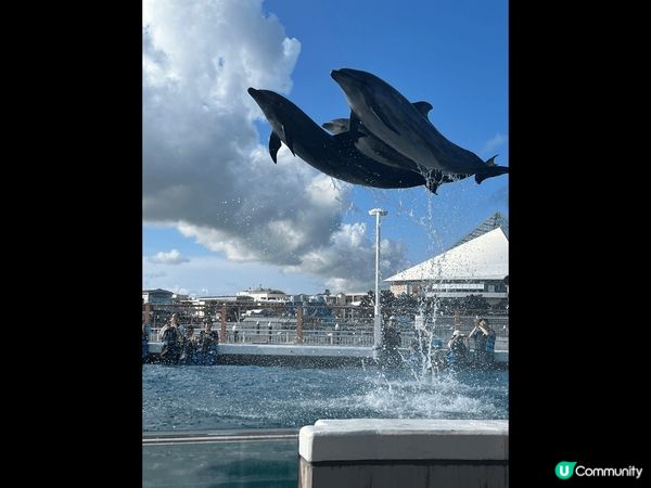 日本橫濱八景島海洋樂園，幸運地一日內見到兩次彩虹，好玩環境靚...