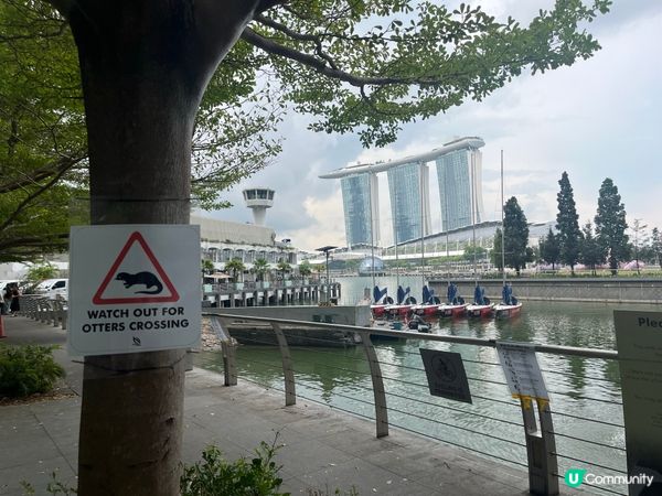 ## 新加坡野生水獺？！😱