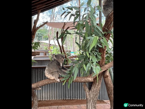 去旅遊：去澳洲去；去Green Island玩；去欣賞樹熊；...