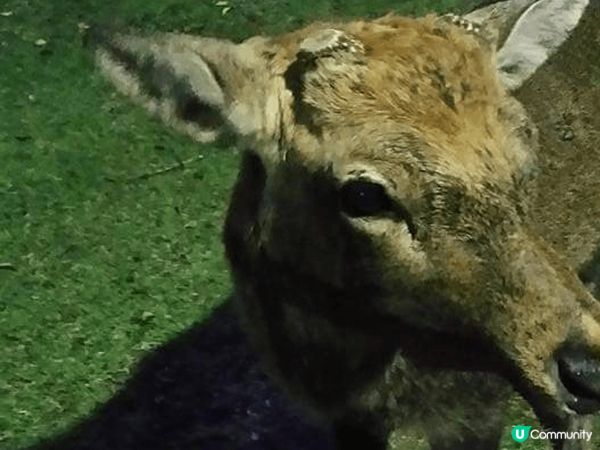 台中日泰，各地景色美食
