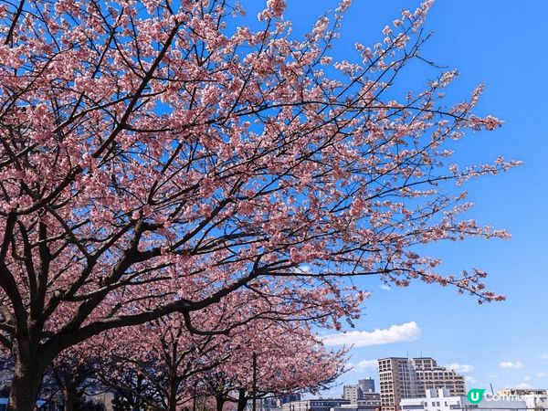 從Shibuya Sky高空拍攝的東京市；淺草晴空塔；大阪櫻...