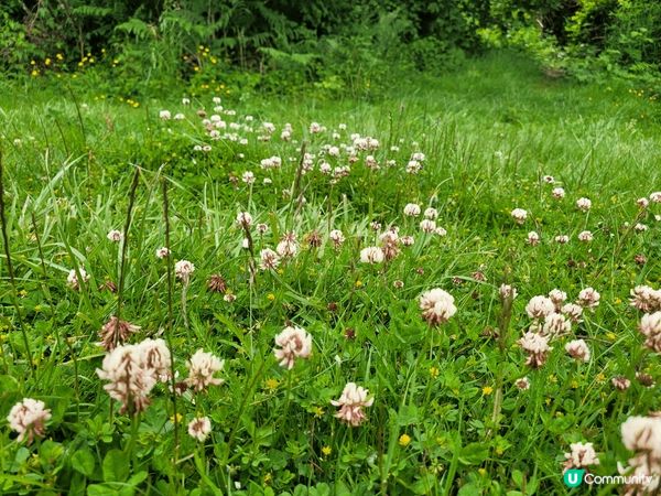 加拿大風景靚,舒服,心生安寧,退休生活一留。