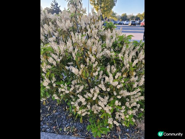 加拿大風景靚,舒服,心生安寧,退休生活一留。