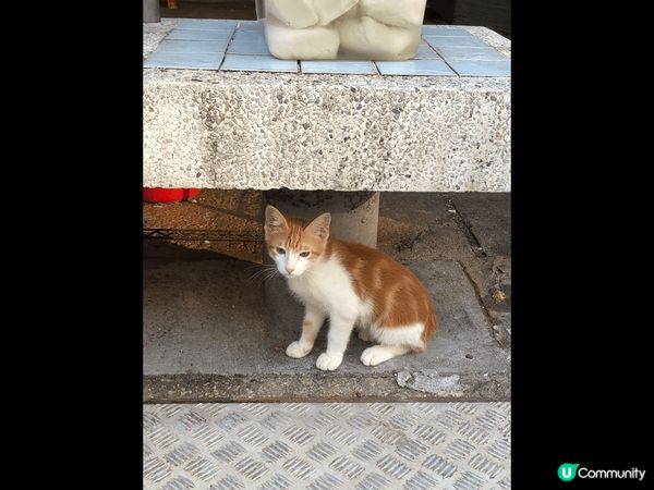 在獅子山下感受香港傳統街市文化——舊香港情懷牛池灣下村