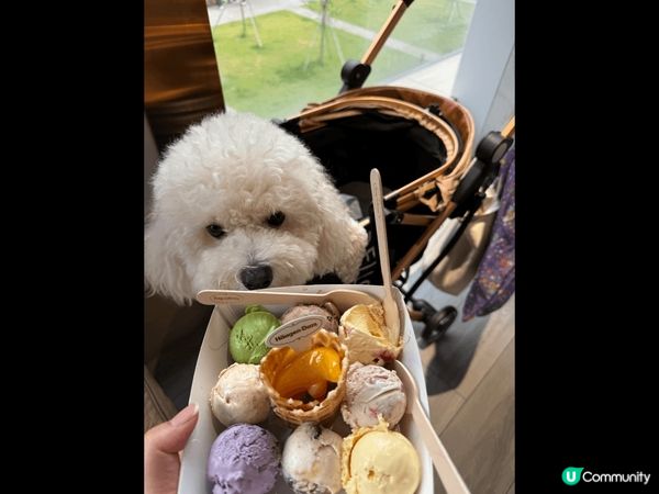 同狗狗食雪糕? 好多青口?青口意粉！全部都好好味！