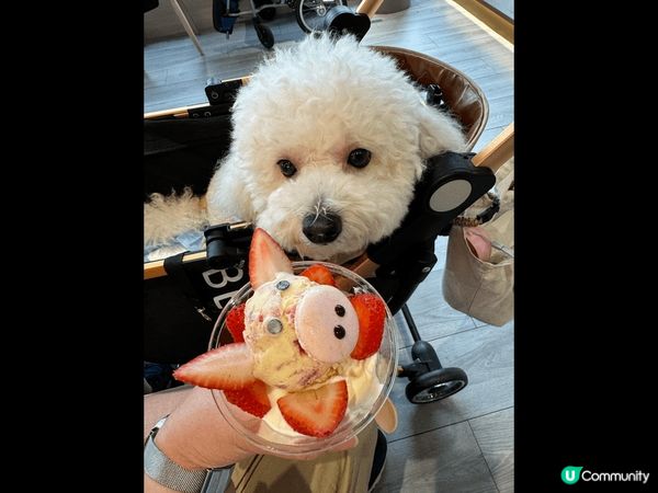 同狗狗食雪糕? 好多青口?青口意粉！全部都好好味！