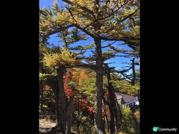去日本富士山五合木旅行，沿途風景好靚，紅葉開到成山都係