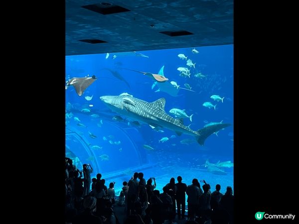 沖繩美麗海水族館是亞洲三大水族館之一，其中黑潮之海是全世界最...