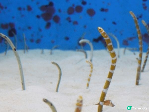 沖繩美麗海水族館是亞洲三大水族館之一，其中黑潮之海是全世界最...