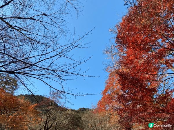 紀錄了日本的春夏秋冬，真係一個不同時節有不同面貌的好地方，每...