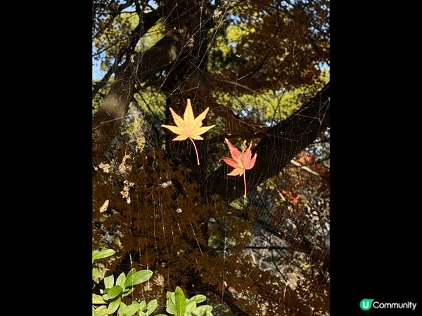 又怕凍，又想冬天去日本，四國就啱晒。十二月尾去高松仲可以睇到...