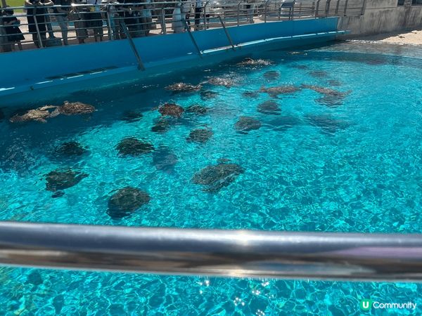 「沖繩美麗海水族館」，是海洋博公園中的人氣景點之一。