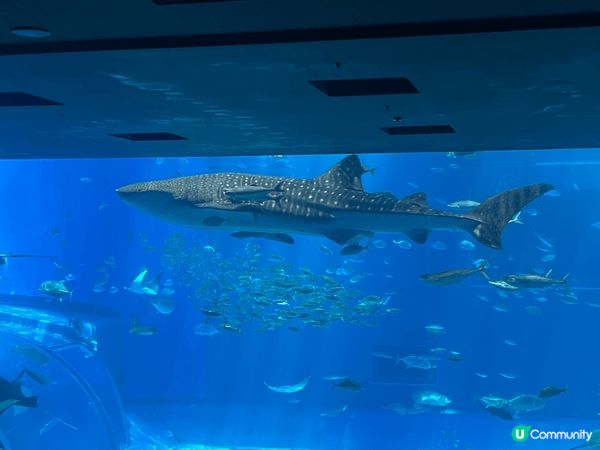 「沖繩美麗海水族館」，是海洋博公園中的人氣景點之一。