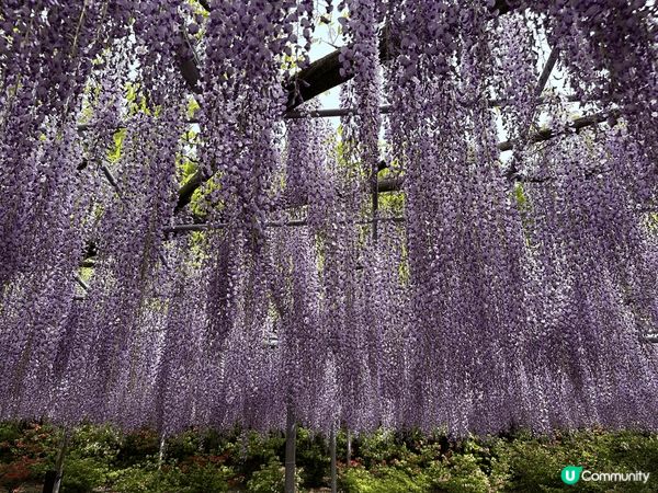 看富士山真的很講緣份，但絕對值得去看！配搭跟花一齊看，眼看到...