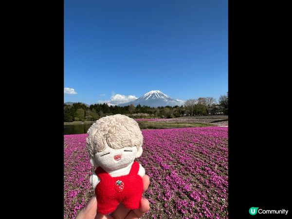 看富士山真的很講緣份，但絕對值得去看！配搭跟花一齊看，眼看到...