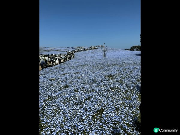 看富士山真的很講緣份，但絕對值得去看！配搭跟花一齊看，眼看到...