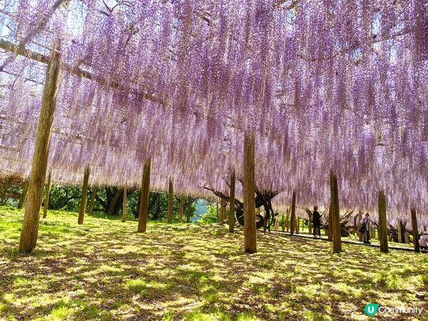 4月到福岡，可以欣賞紫藤花及粉蝶花，當然不能錯過和牛及壽喜燒...