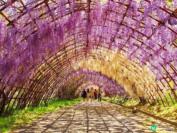 4月到福岡，可以欣賞紫藤花及粉蝶花，當然不能錯過和牛及壽喜燒...