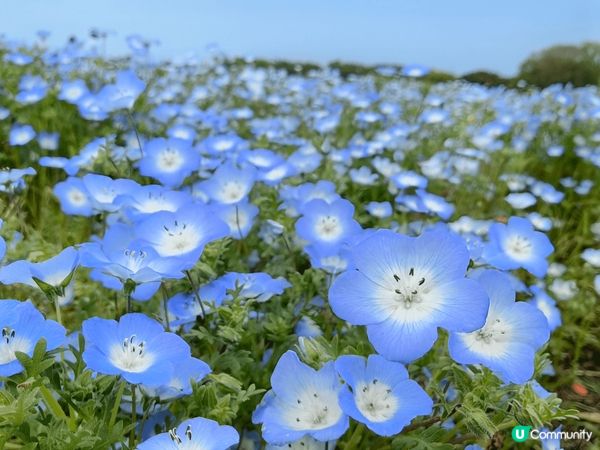 4月到福岡，可以欣賞紫藤花及粉蝶花，當然不能錯過和牛及壽喜燒...