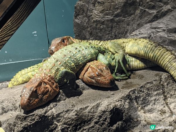 池袋的陽光水族館（Sunshine Aquarium）是位於...