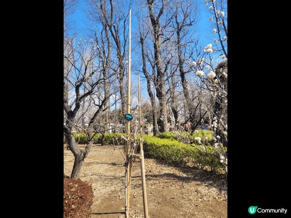 河口湖中的忍野八海十分推薦，倒影的富士下十分漂亮