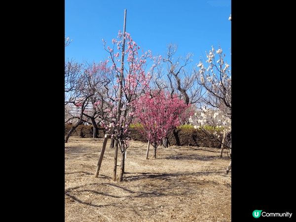 河口湖中的忍野八海十分推薦，倒影的富士下十分漂亮