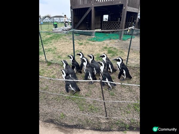 名古屋必去係水族館，可以親身近距離見到企鵝漫步，好可愛，另外...