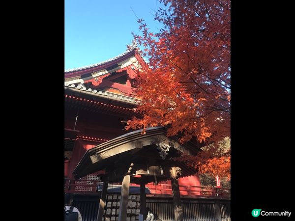 11月日本公園的紅葉?非常靚，每一年必去。