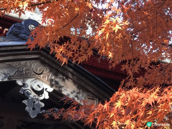 11月日本公園的紅葉?非常靚，每一年必去。