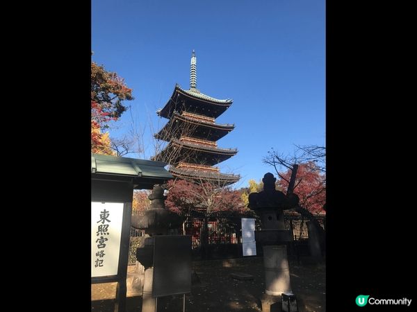 11月日本公園的紅葉?非常靚，每一年必去。