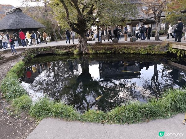 橫濱高達，忍野八海和河口湖富士山風景壯觀，而且附近店鋪有不同...