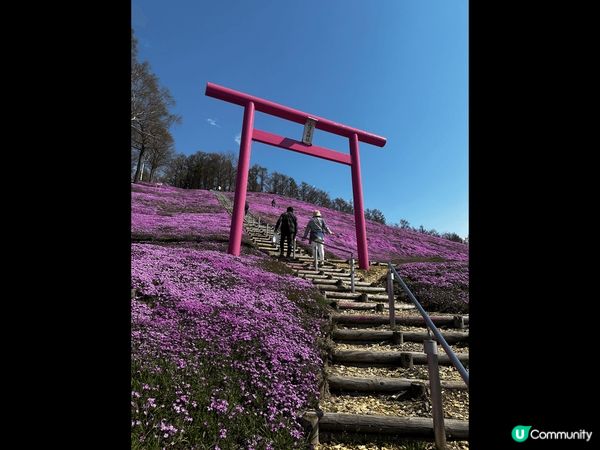 東藻琴芝櫻公園非常漂亮 有一大片粉紅色花海