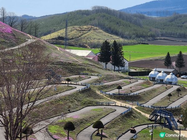 東藻琴芝櫻公園非常漂亮 有一大片粉紅色花海