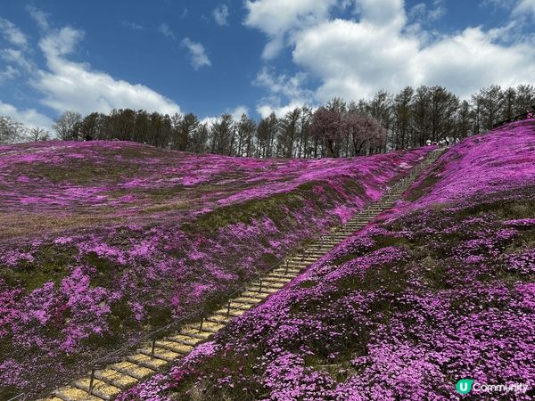 東藻琴芝櫻公園非常漂亮 有一大片粉紅色花海