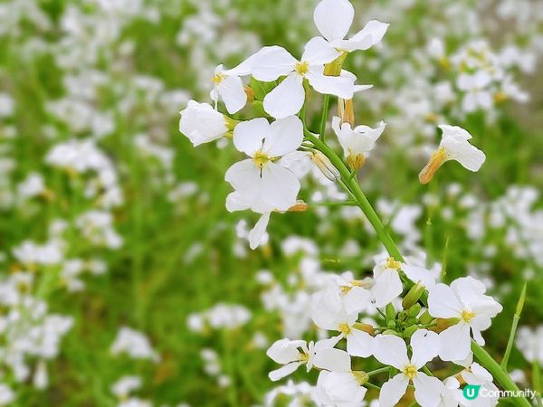 我去濟州既時候睇到油菜花同蘿蔔花,D花開到密密麻麻😍,花海盛...