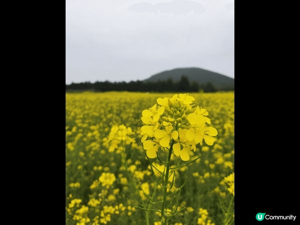 我去濟州既時候睇到油菜花同蘿蔔花,D花開到密密麻麻😍,花海盛...