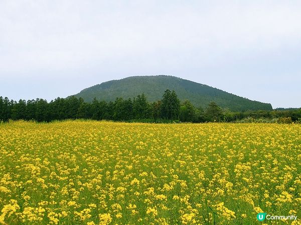我去濟州既時候睇到油菜花同蘿蔔花,D花開到密密麻麻😍,花海盛...