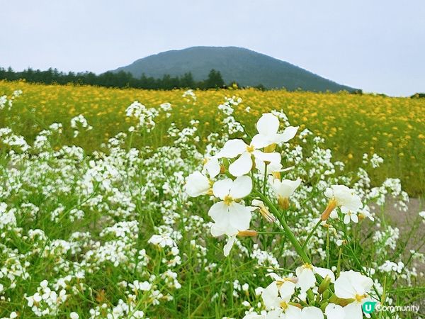 我去濟州既時候睇到油菜花同蘿蔔花,D花開到密密麻麻😍,花海盛...
